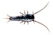 Silberfisch